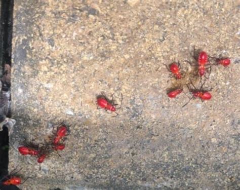 紅色小蟲 樹液 有毒嗎